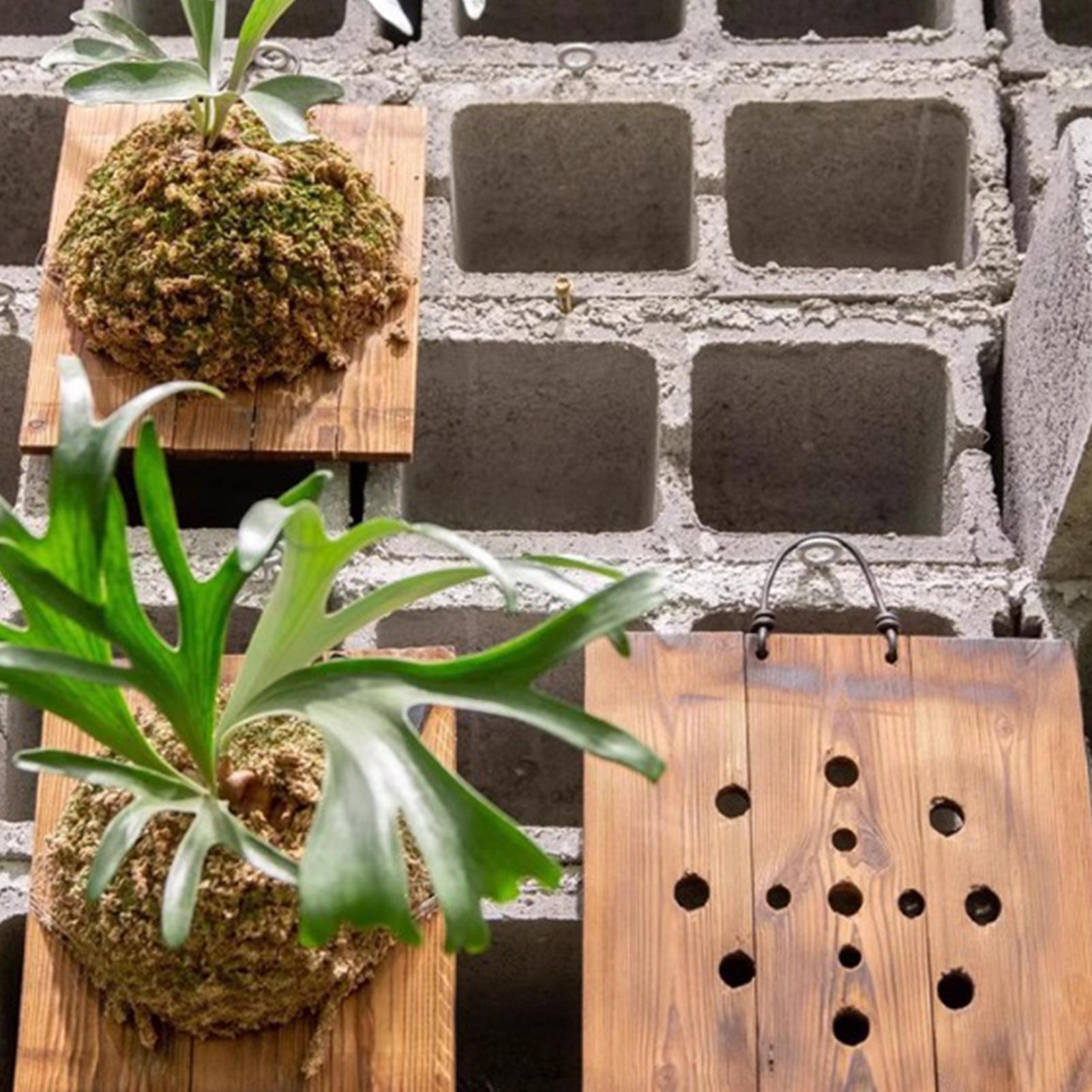 Staghorn Fern Wall Mount Board - đánh giá và giá Indoor Garden Kit